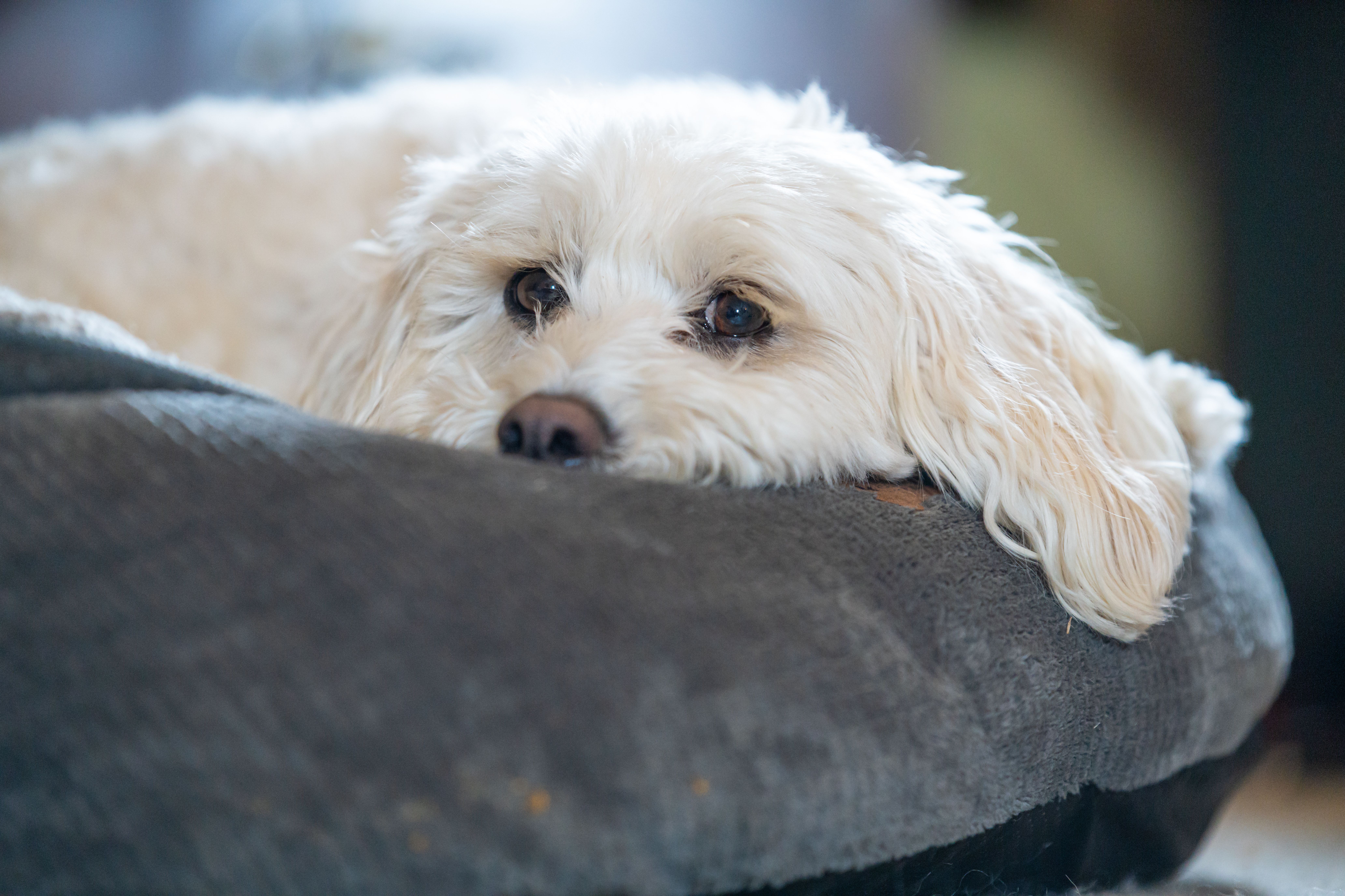 Мальтіпу: все про породу, догляд і виховання — maltipoo puppy white fluffy dog