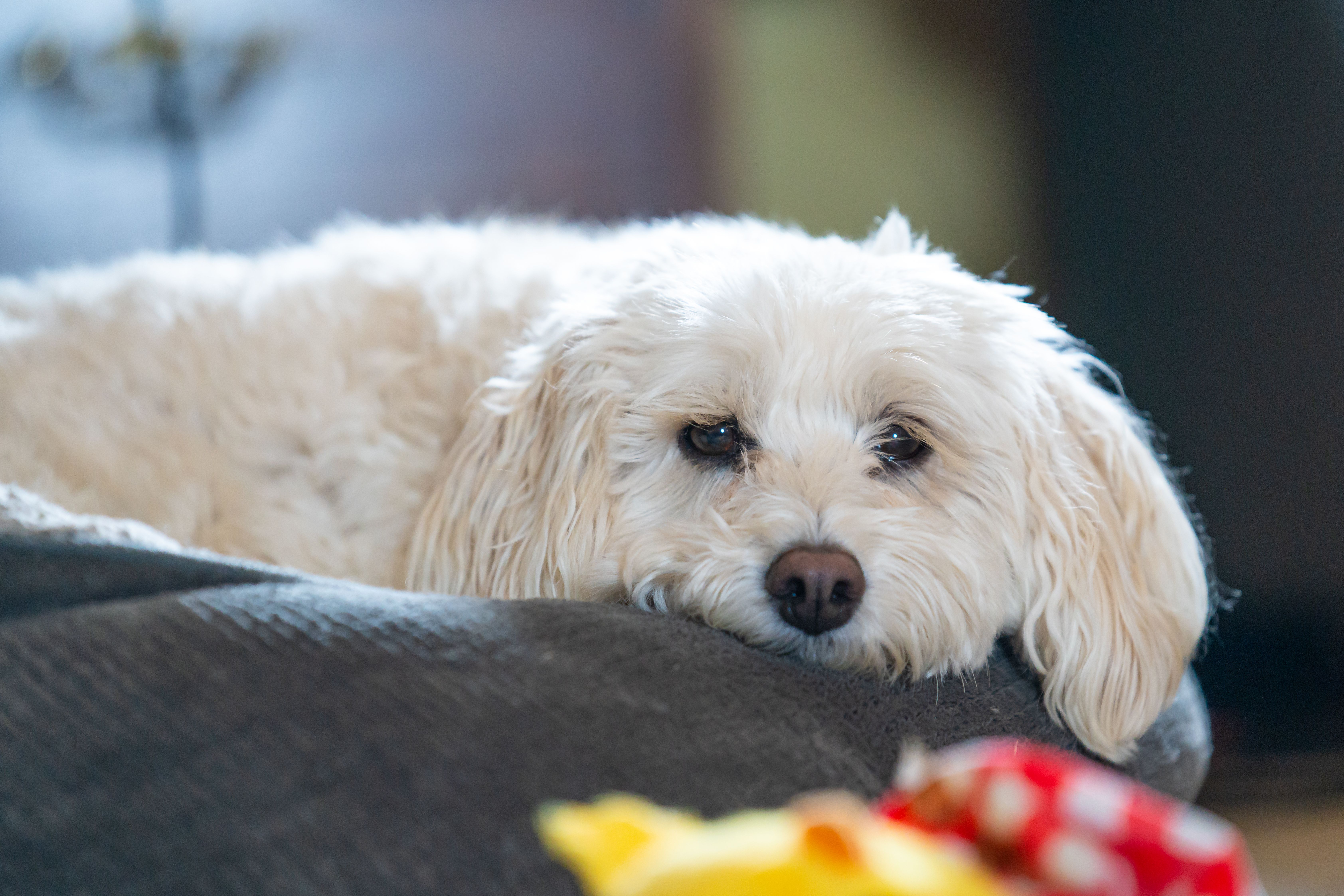 Pet Insurance for Shared Custody Pets UK 2026