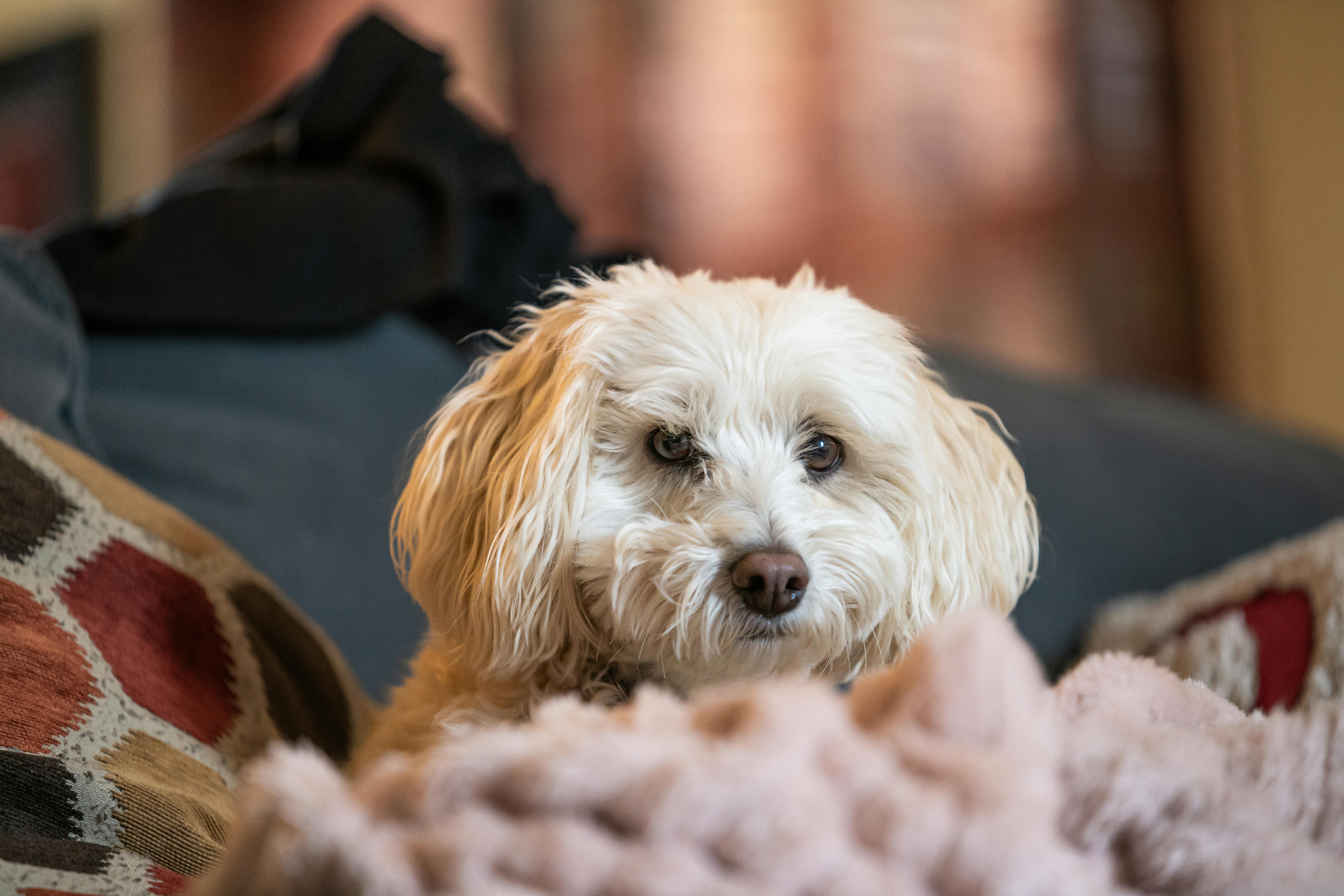 Free stock photo of dog, sleepy