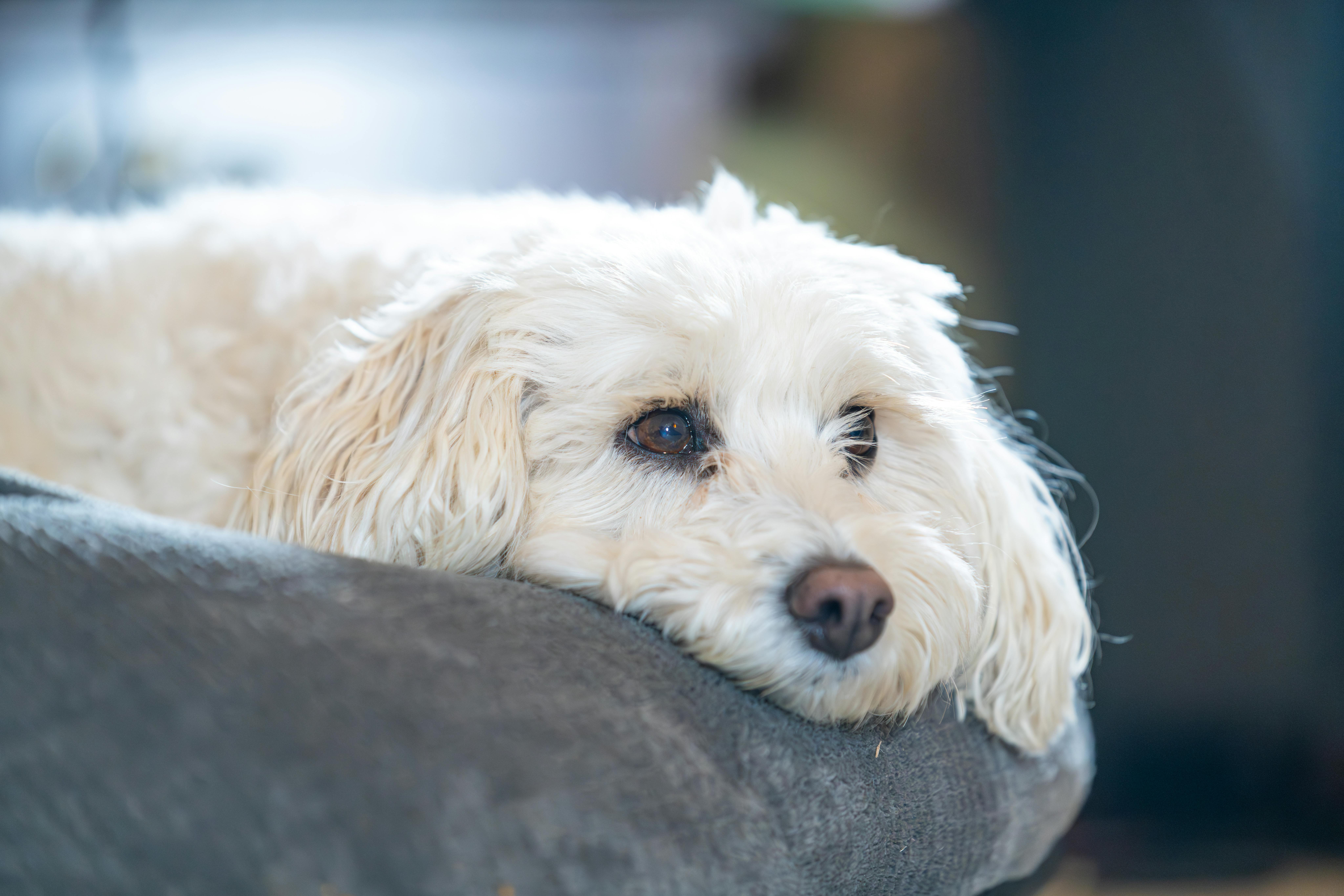 悠然銀彬大樓啟用 引進AI照護科技提升長者生活品質