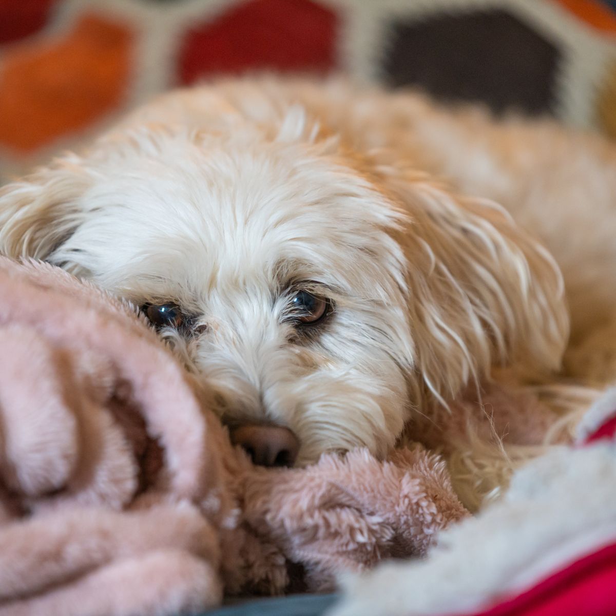 Dog resting comfortably at home