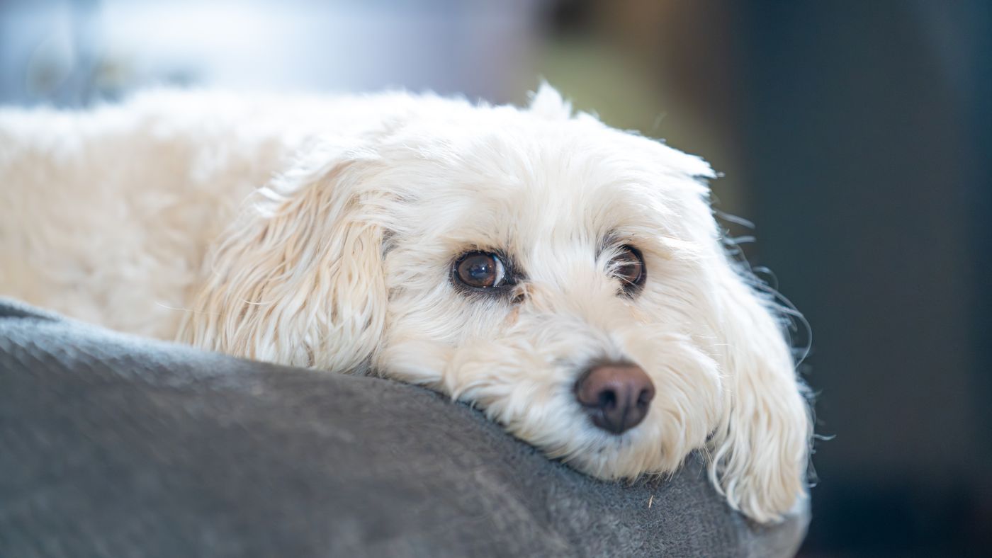 Three Larger Hypoallergenic Dog Breeds Beyond the Toy Aisle