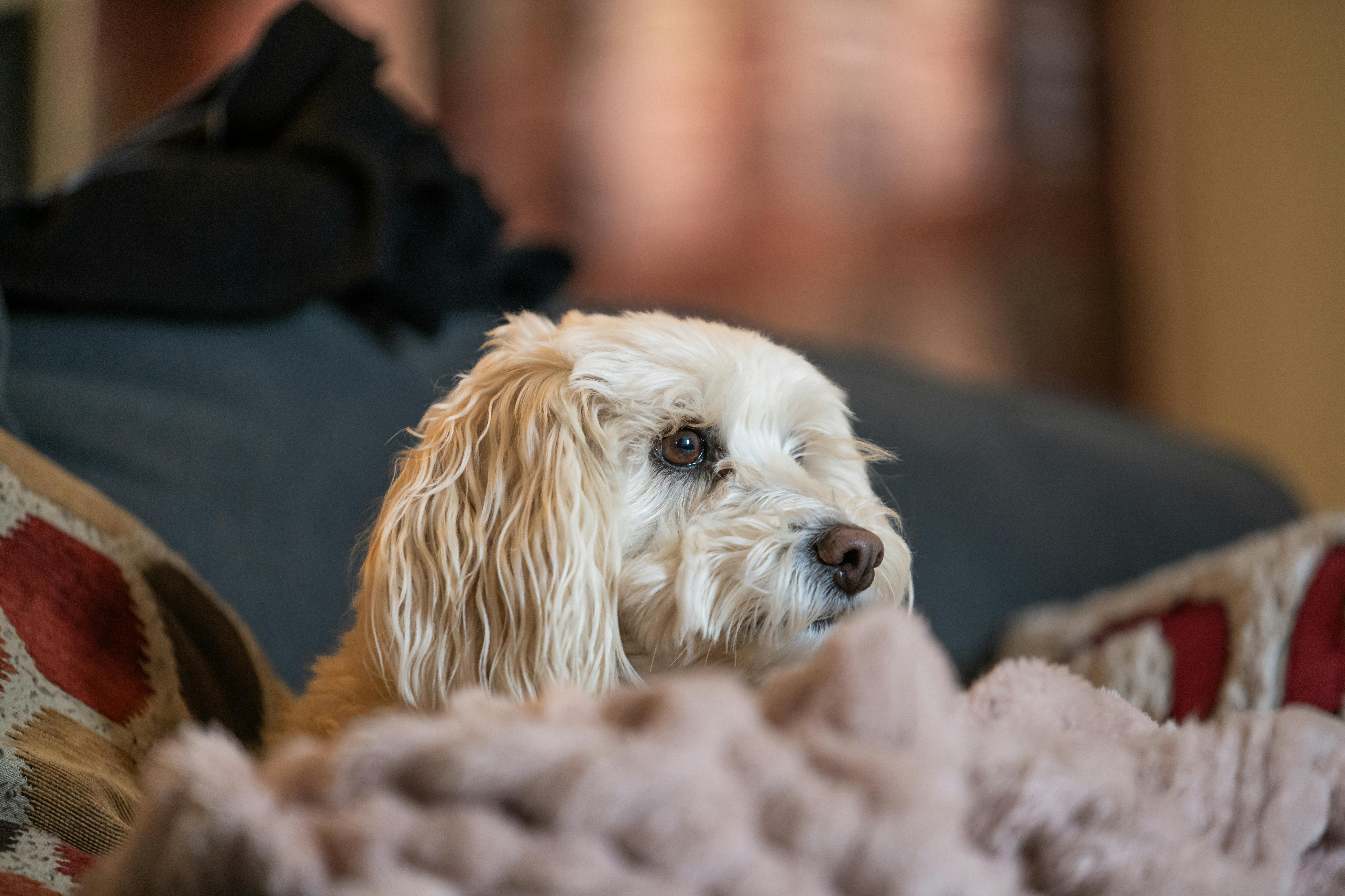 Effective Strategies to Make Your Content Go Viral