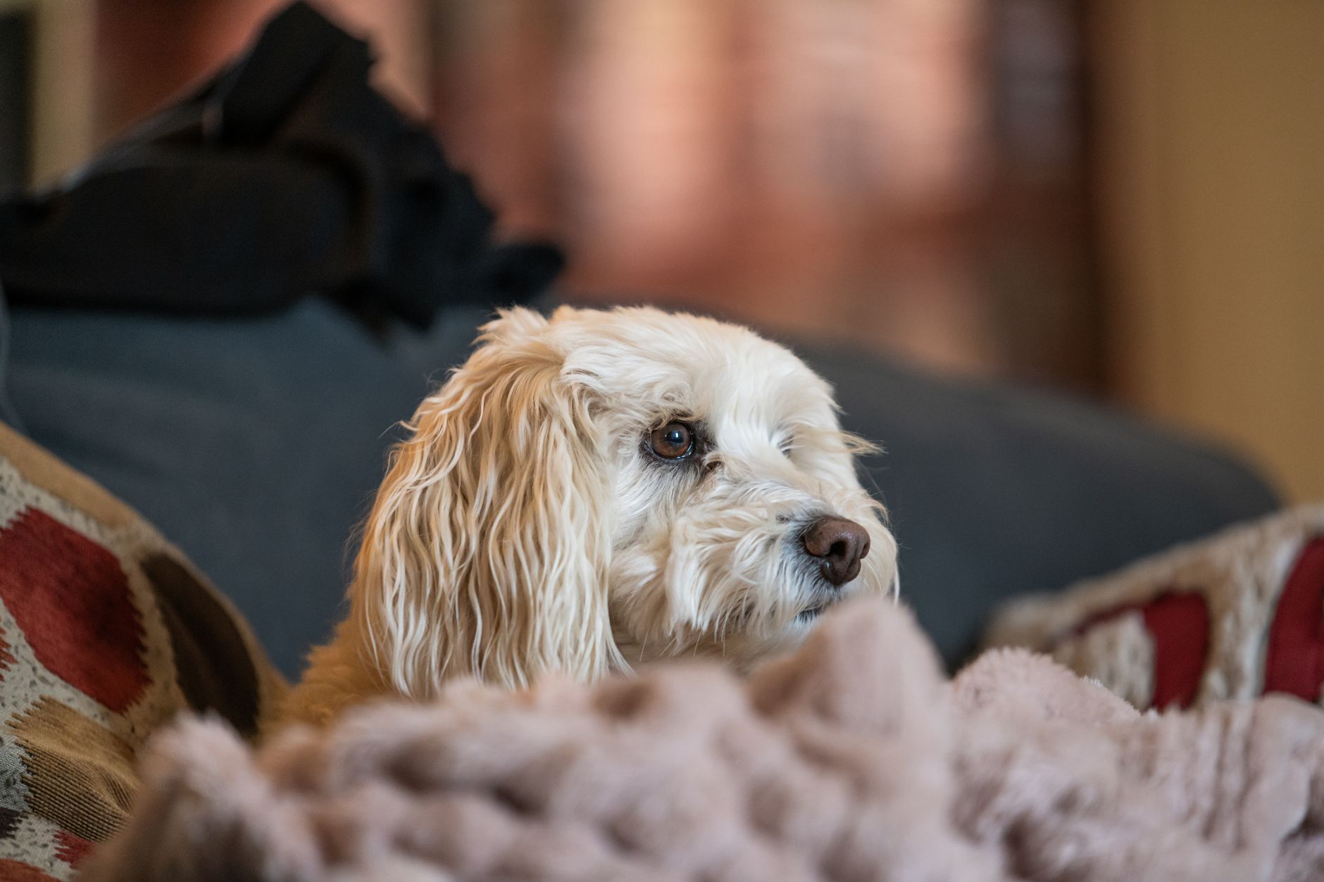 Healthcare and wellness consultation for a dog