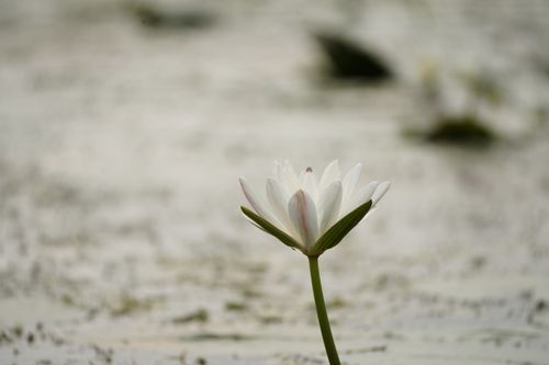 Free A tranquil white water lily blooming uniquely in a serene pond in Bangladesh, illustrating nature's delicate beauty. Stock Photo