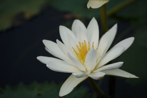 Free A serene white water lily floating gracefully in a tranquil pond in Bangladesh. Stock Photo