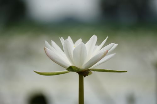 Free Serene white water lily captured in Bangladesh, showcasing its natural elegance and beauty. Stock Photo