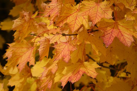 Capture the essence of fall with vibrant, close-up maple leaves in warm hues.