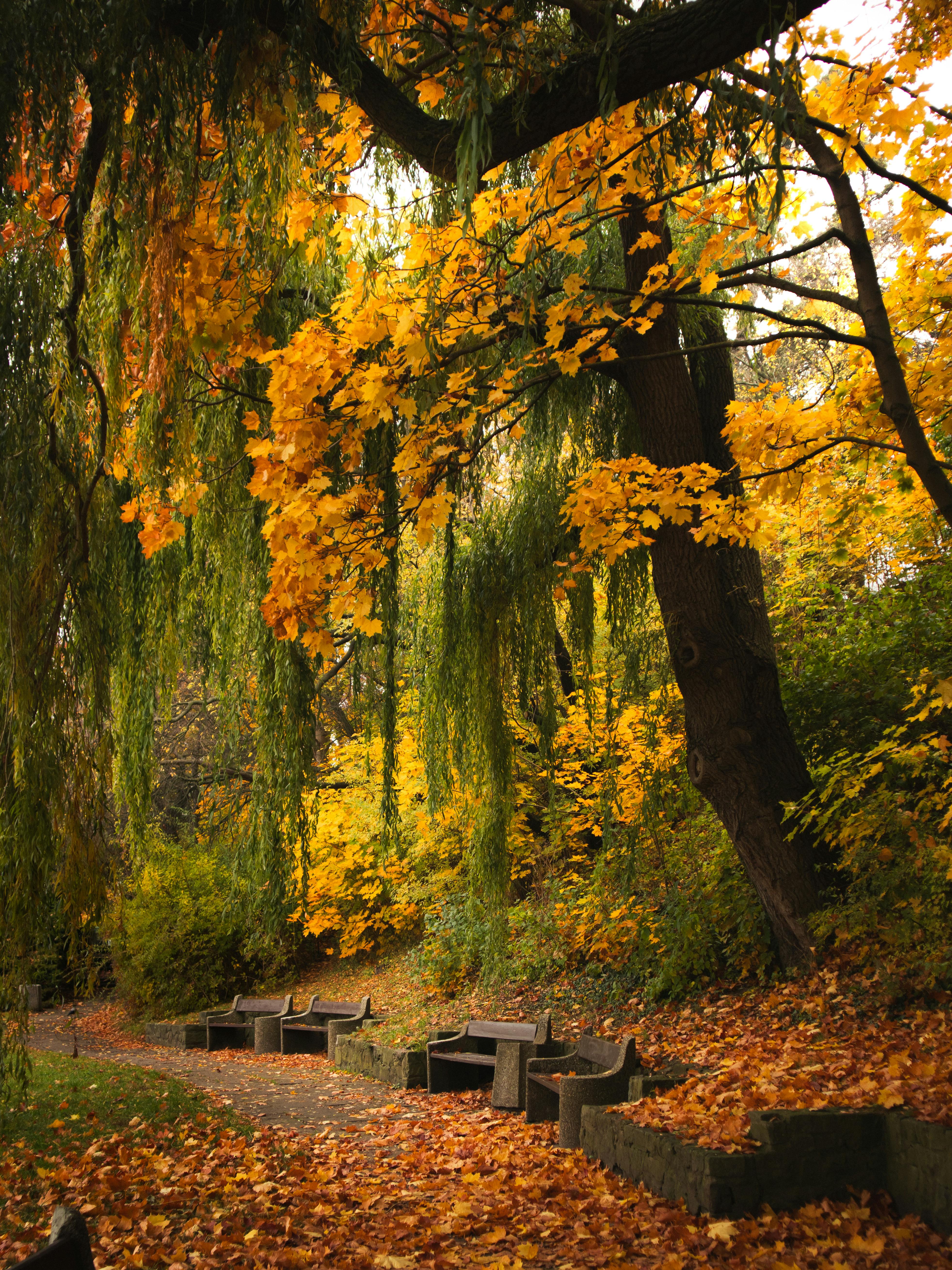 Stunning autumn foliage in Gdynia, Poland showcases vibrant yellow hues in a serene park setting.