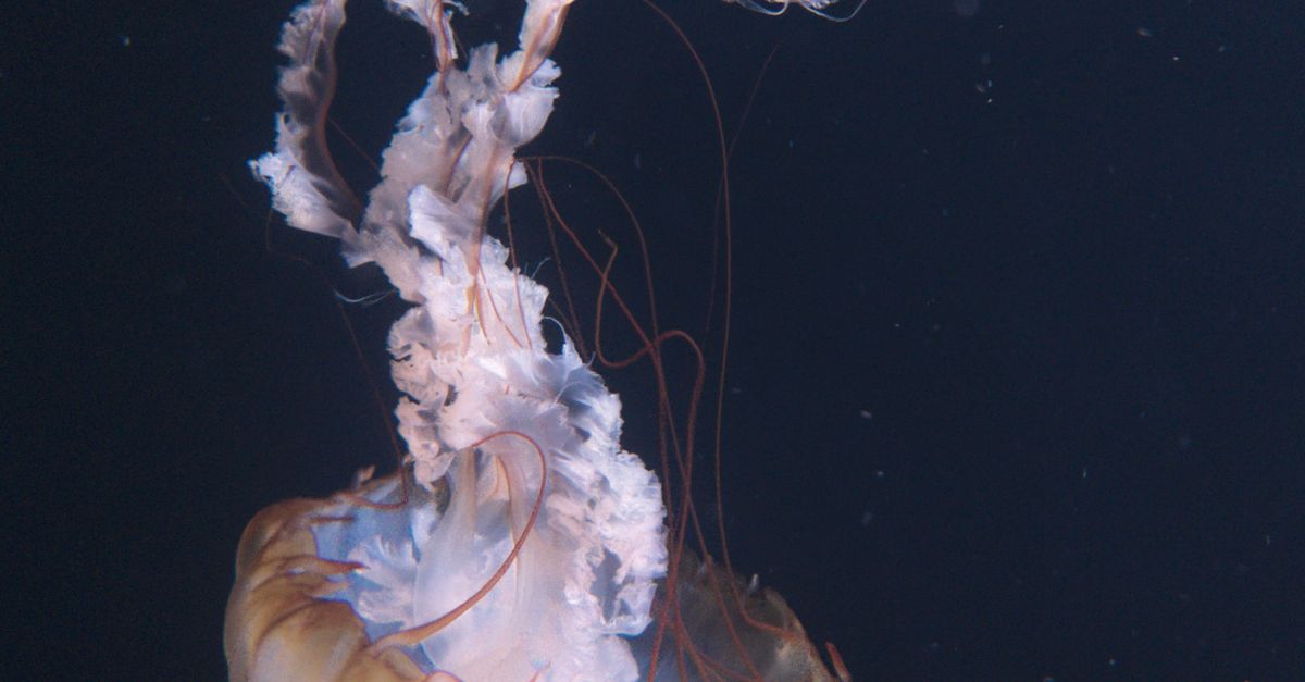 Las 10 capacidades biológicas más asombrosas que poseen algunos animales Las 10 capacidades biológicas más asombrosas que poseen algunos animales