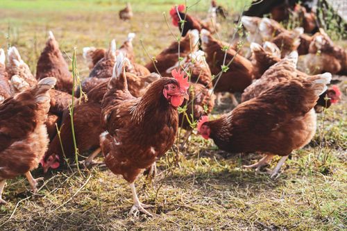 Free A group of brown free range chickens foraging on a sunny farm field, showcasing natural poultry behavior. Stock Photo