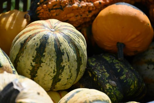 Close-up of assorted colorful pumpkins and squashes, highlighting autumn's vibrant harvest.