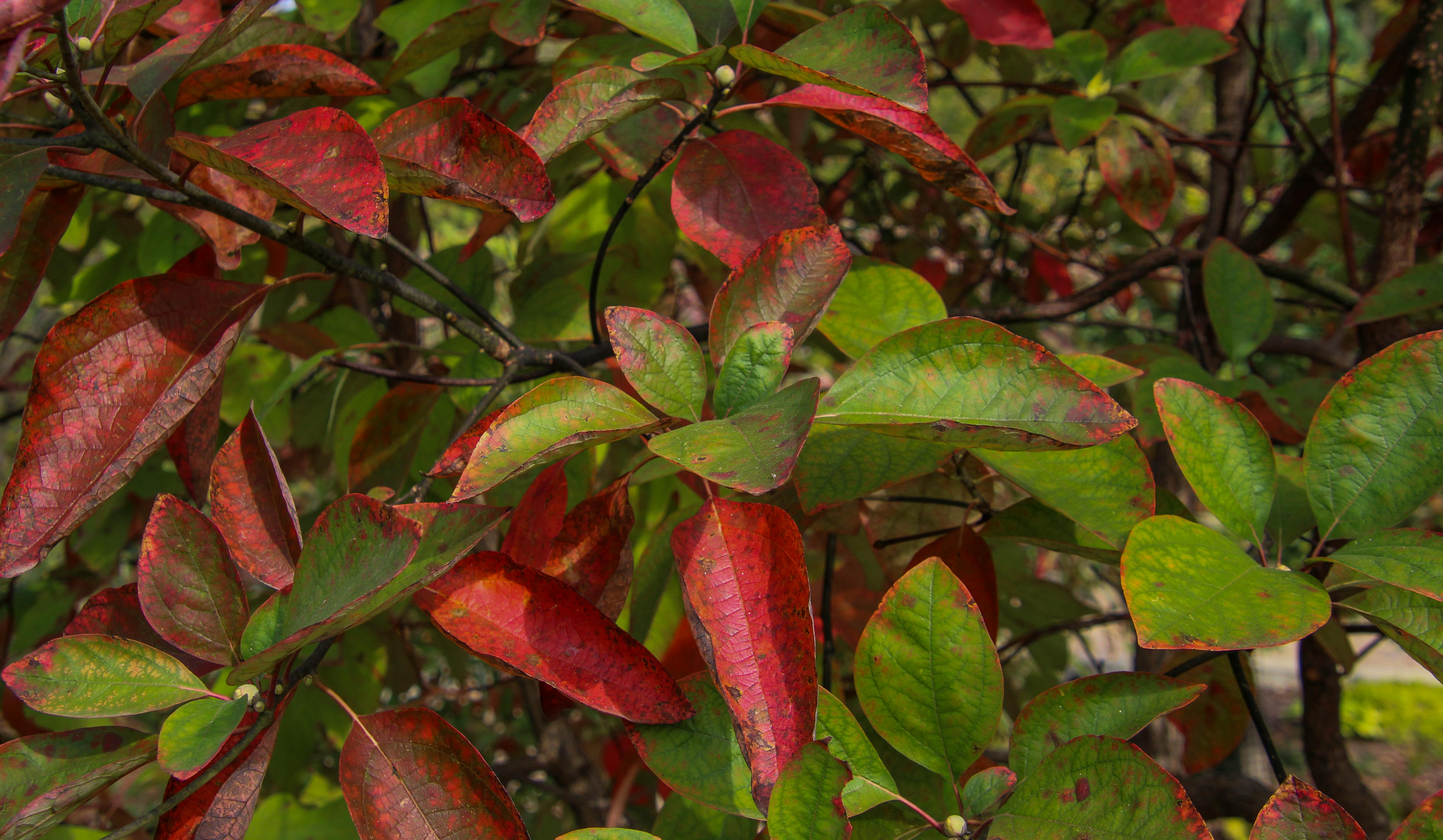 嘉義湖子內社區公園綠地新建工程開工 全齡綠色生活圈啟動