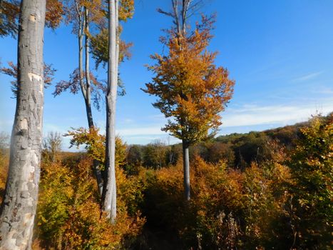 Scenic autumn forest with golden leaves and tall trees under a clear blue sky.