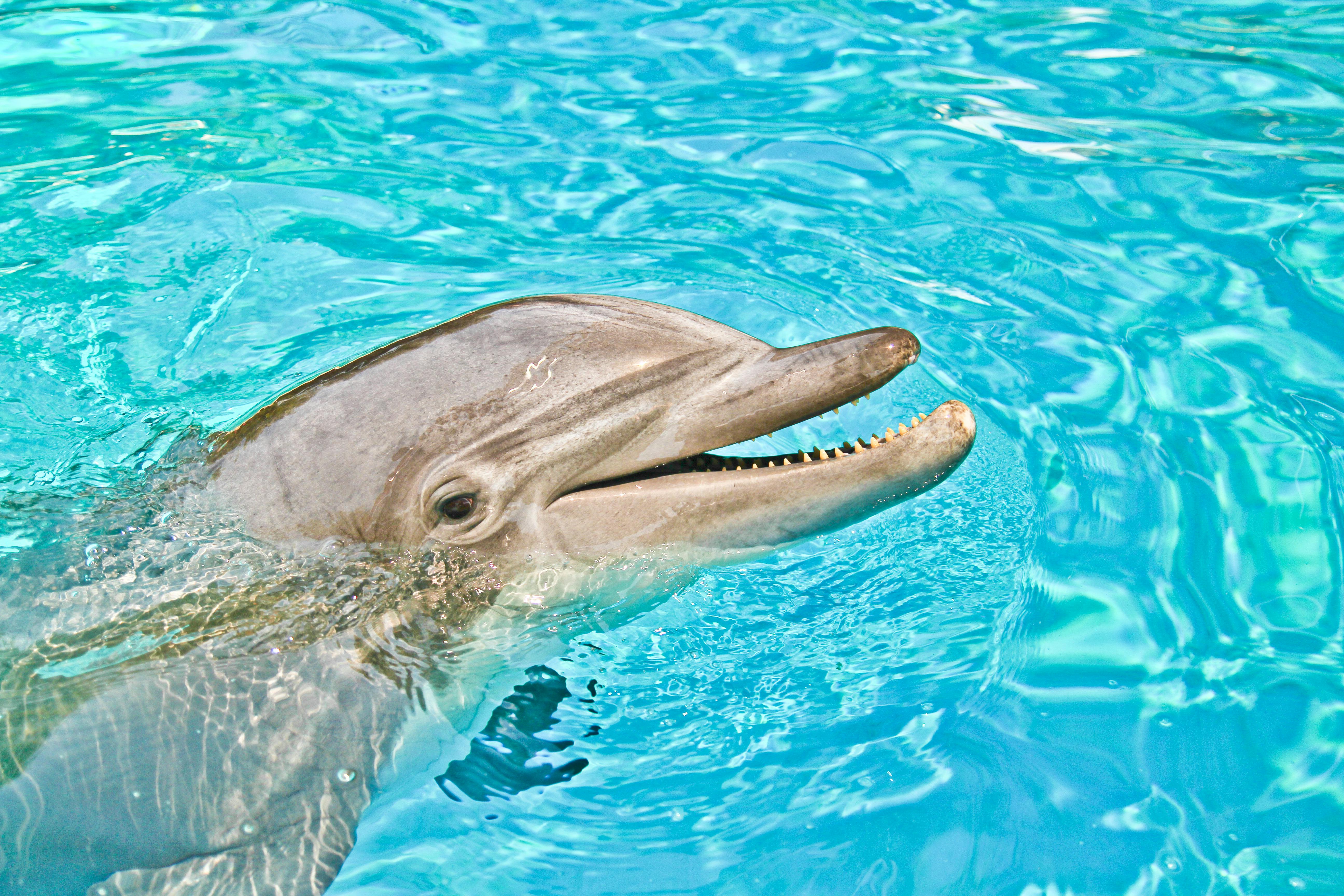 Close-up of a smiling bottlenose dolphin swimming in vibrant blue water, showcasing its playful nature.