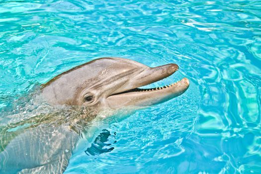 Close-up of a smiling bottlenose dolphin swimming in vibrant blue water, showcasing its playful nature.