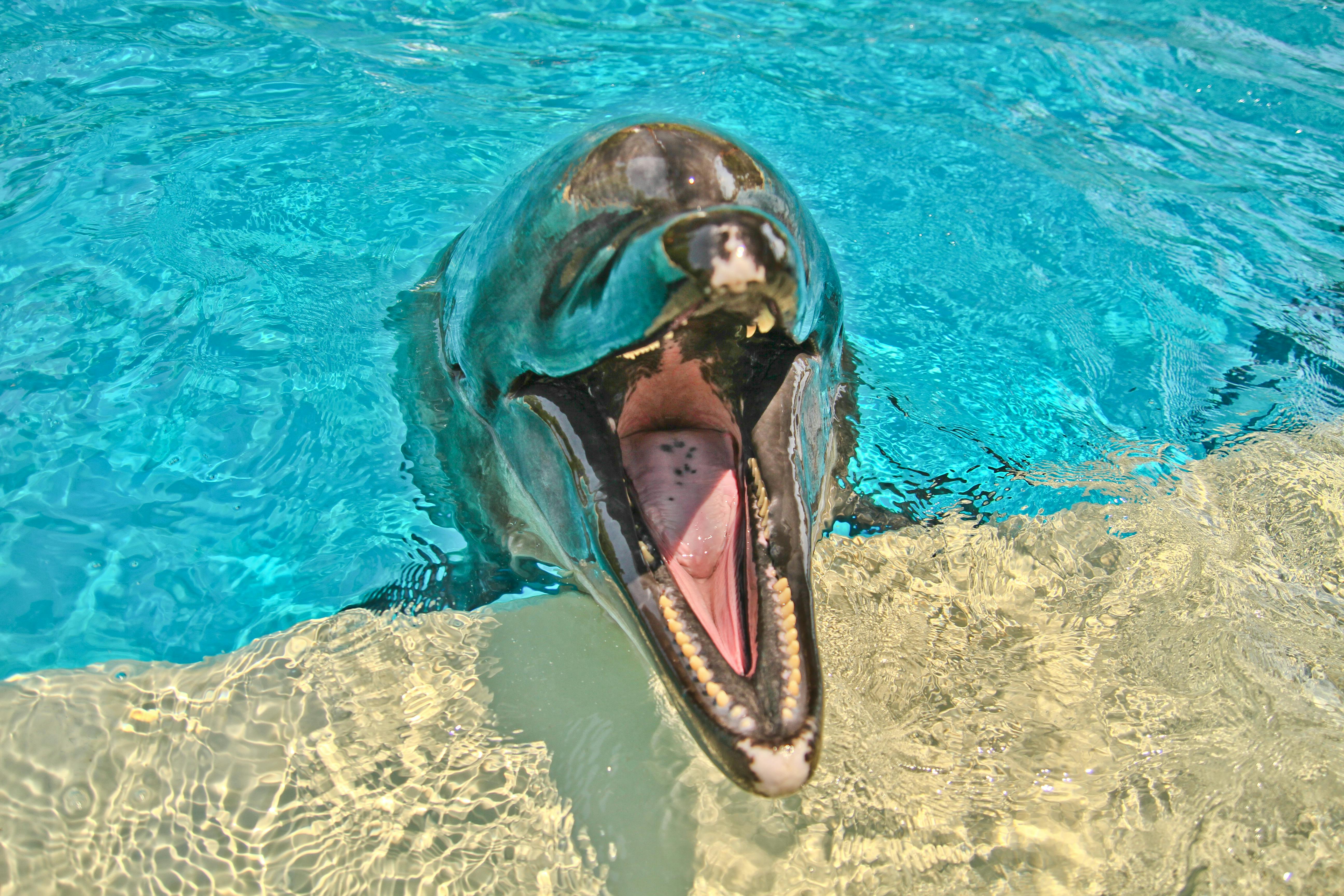 A playful dolphin opens its mouth wide in bright, clear pool water. - Alcúdia