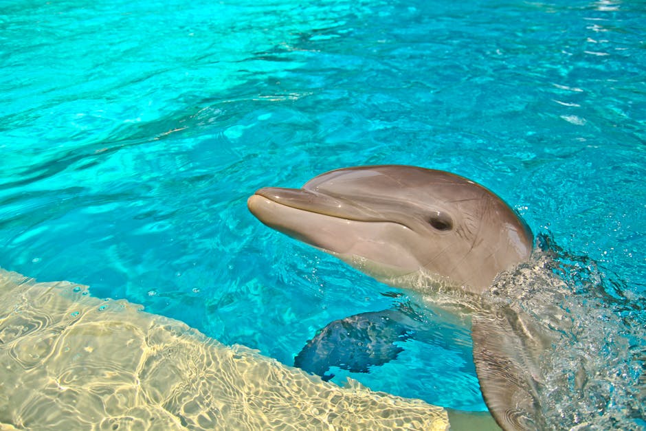 A dolphin swimming playfully in a crystal clear pool. Vibrant, aquatic setting.