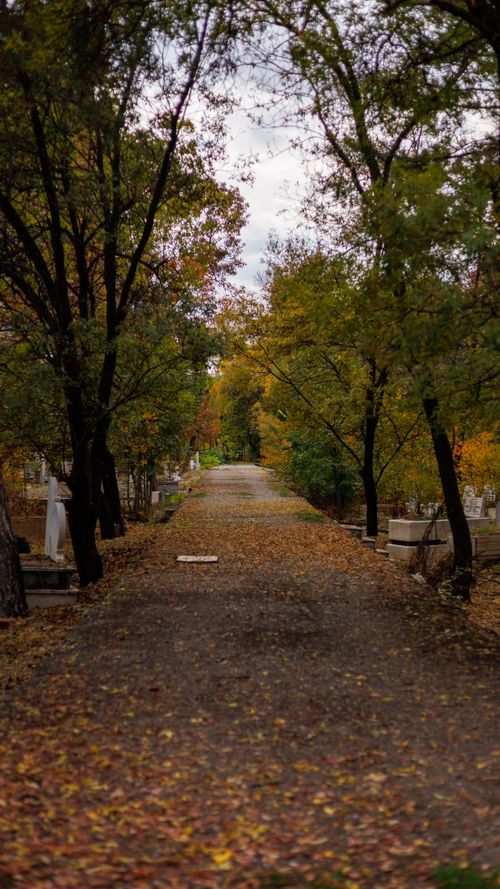 Free Peaceful autumn cemetery pathway lined with colorful trees and fallen leaves. Stock Photo