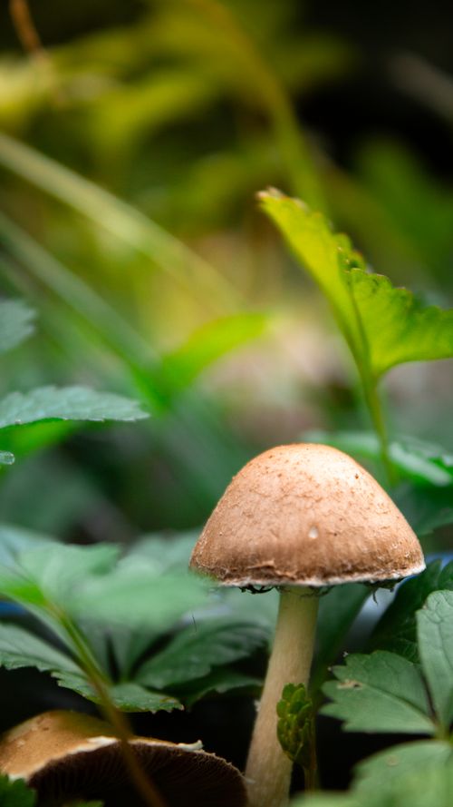 Free Detailed close-up of a wild mushroom amidst lush green foliage in an Istanbul forest. Stock Photo