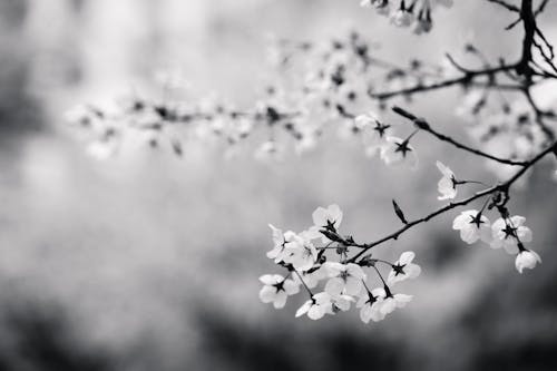 Fotobanka s bezplatnými fotkami na tému čerešňový kvet, čierna a biela tapeta, čierne a biele pozadie