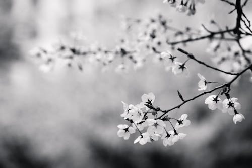 Foto d'estoc gratuïta de blanc i negre, branca, flor de cirerer