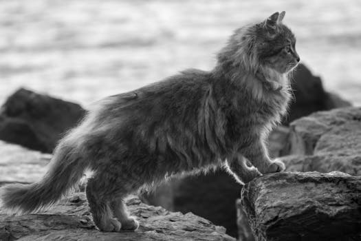 Black and white image of a long-haired cat standing on coastal rocks, gazing ahead.