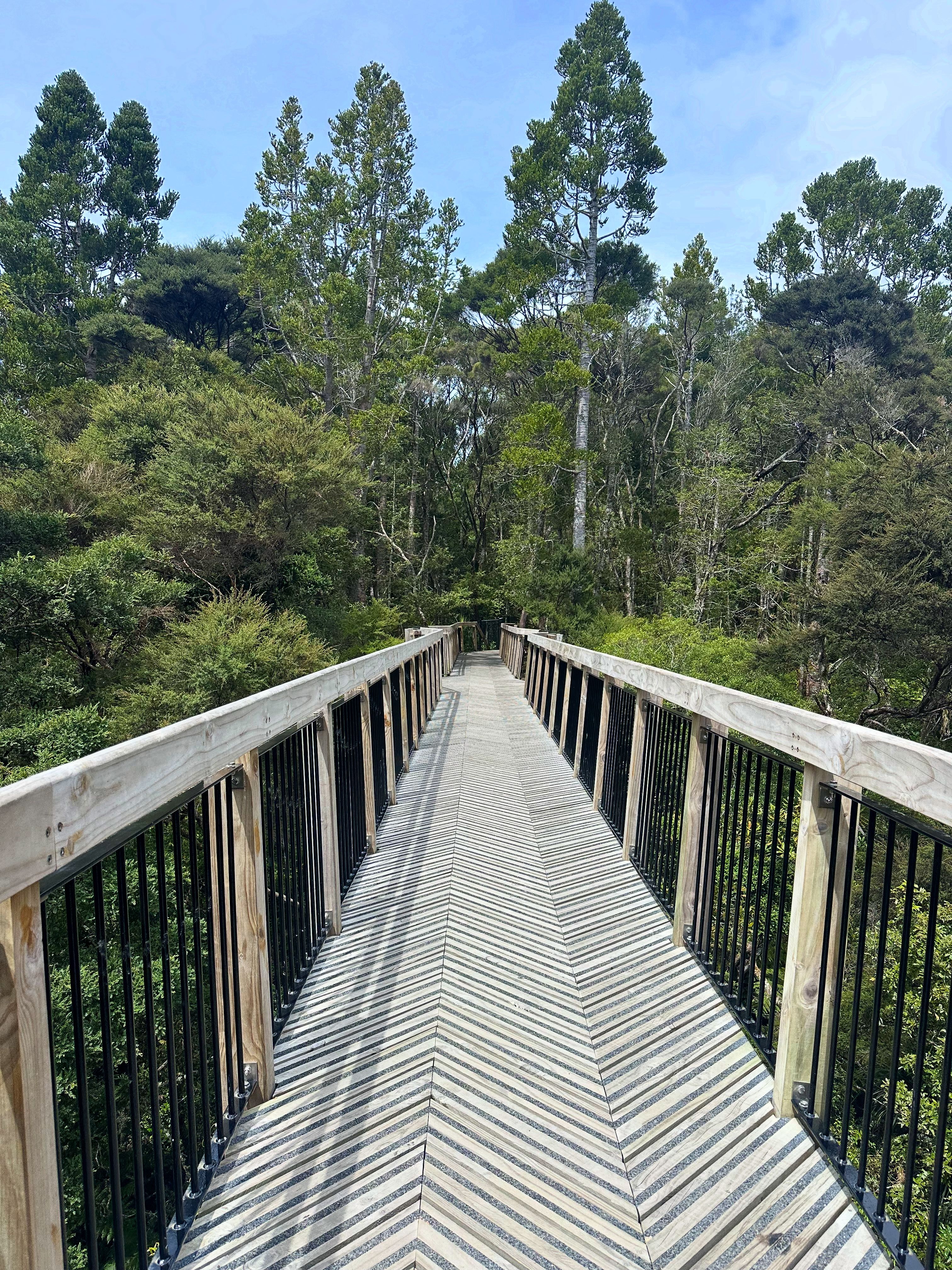 Explore a serene wooden bridge walk through Auckland's lush forest landscape.