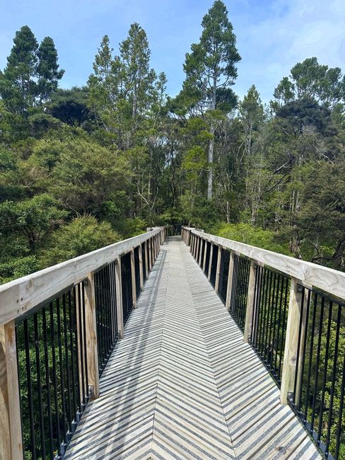 Photo by Sevda UZ on Pexels Explore a serene wooden bridge walk through Auckland's lush forest landscape.
