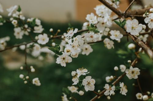 Free Close-up of white cherry blossoms on a branch, showcasing the beauty of springtime. Stock Photo