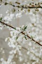Close-up of Blossoming Spring Cherry Branch