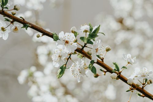 Free A serene close-up of white cherry blossoms on a branch, capturing the essence of spring. Stock Photo