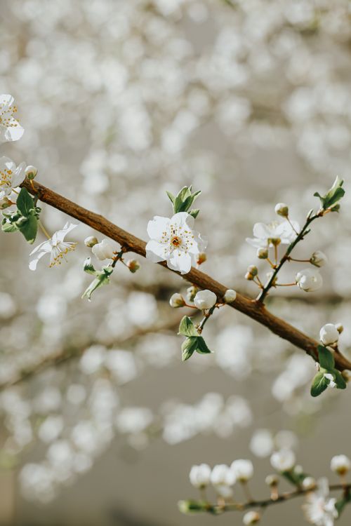 Free Close-up of beautiful cherry blossoms in full bloom on a sunny spring day. Stock Photo
