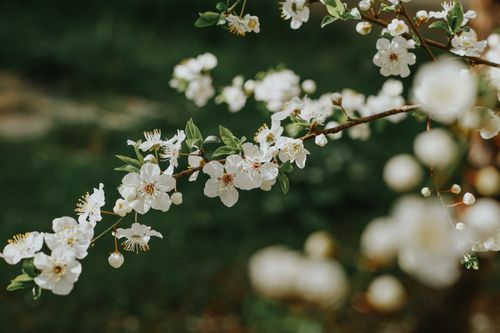 Free Detailed image of cherry blossoms on a branch, showcasing the beauty of spring. Stock Photo