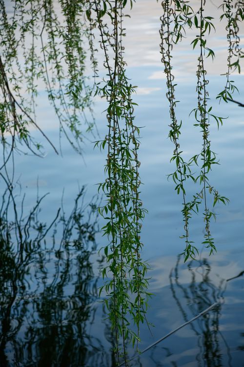 Free Tranquil scene of willow branches hanging over reflective water, creating a peaceful natural ambiance. Stock Photo