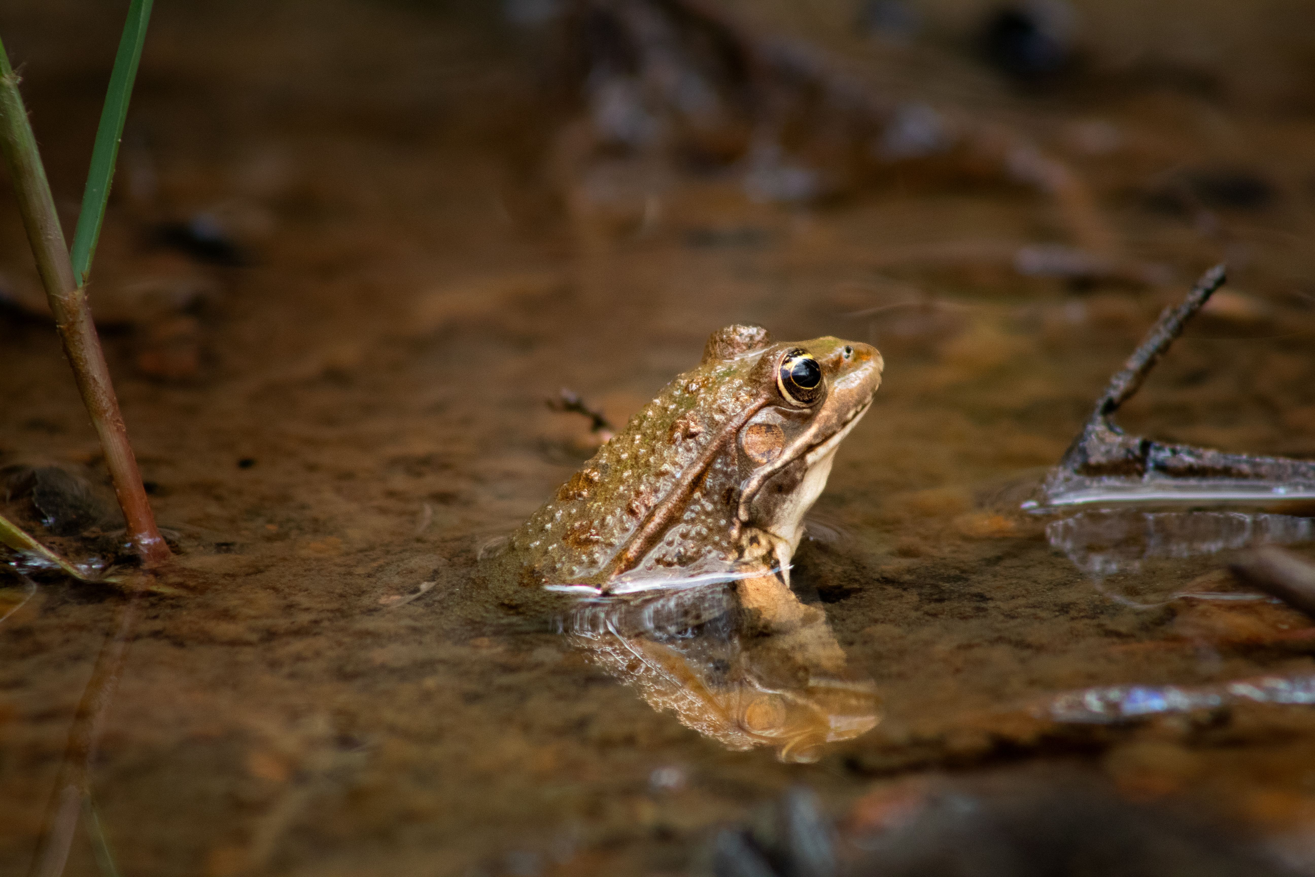 Close-up of a Taiwanese Frog in Its Natural Habitat · Free Stock Photo