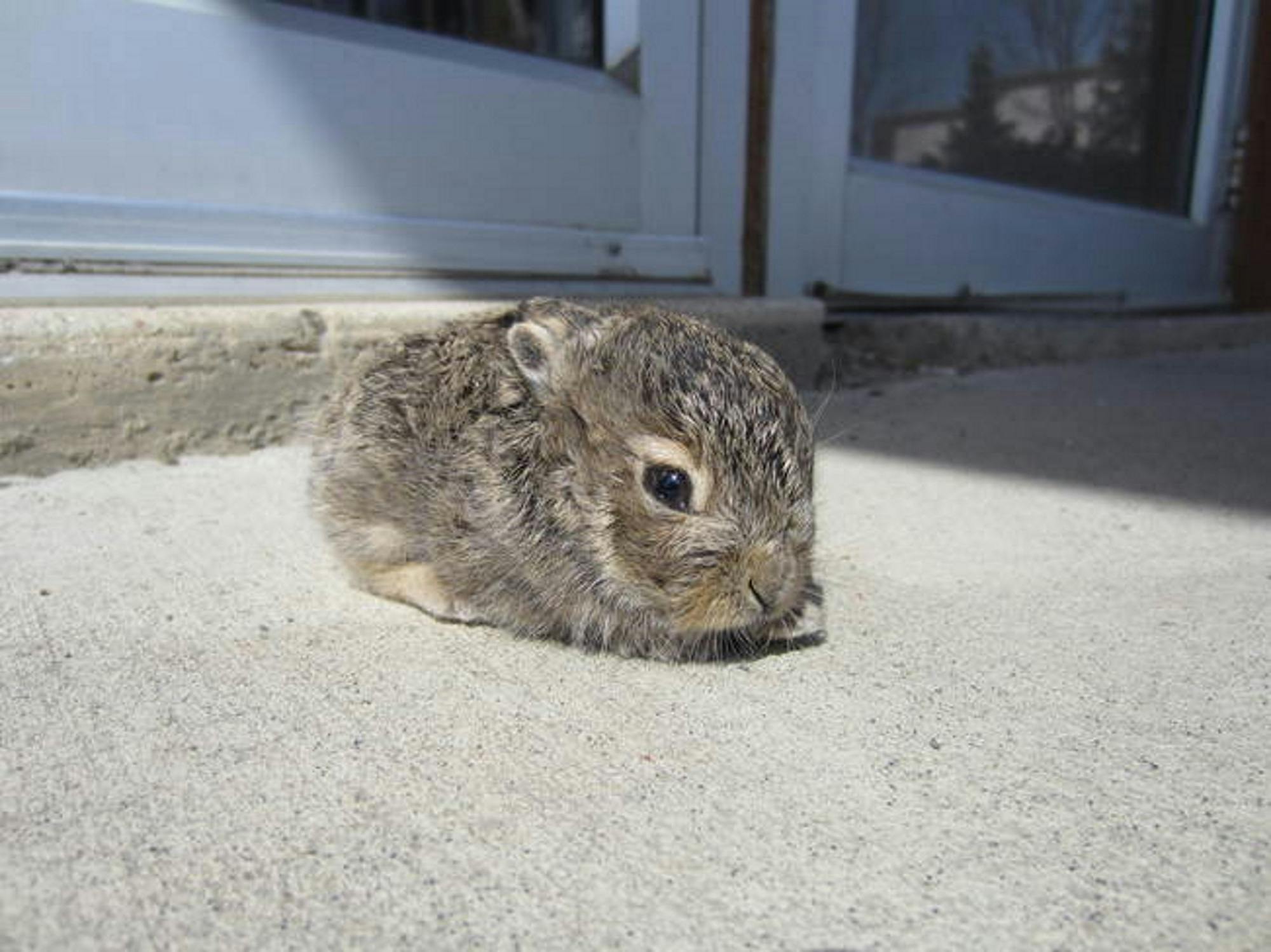 Free stock photo of baby bunny, cute animals, sun tanning