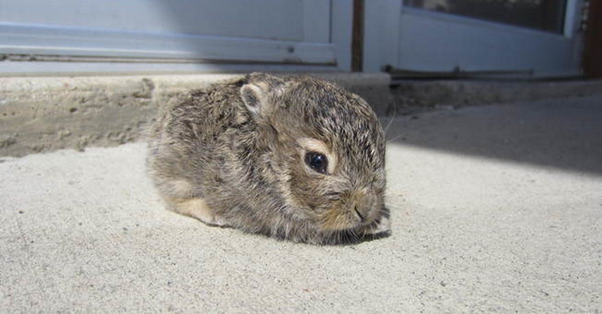 Free stock photo of baby bunny, cute animals, sun tanning