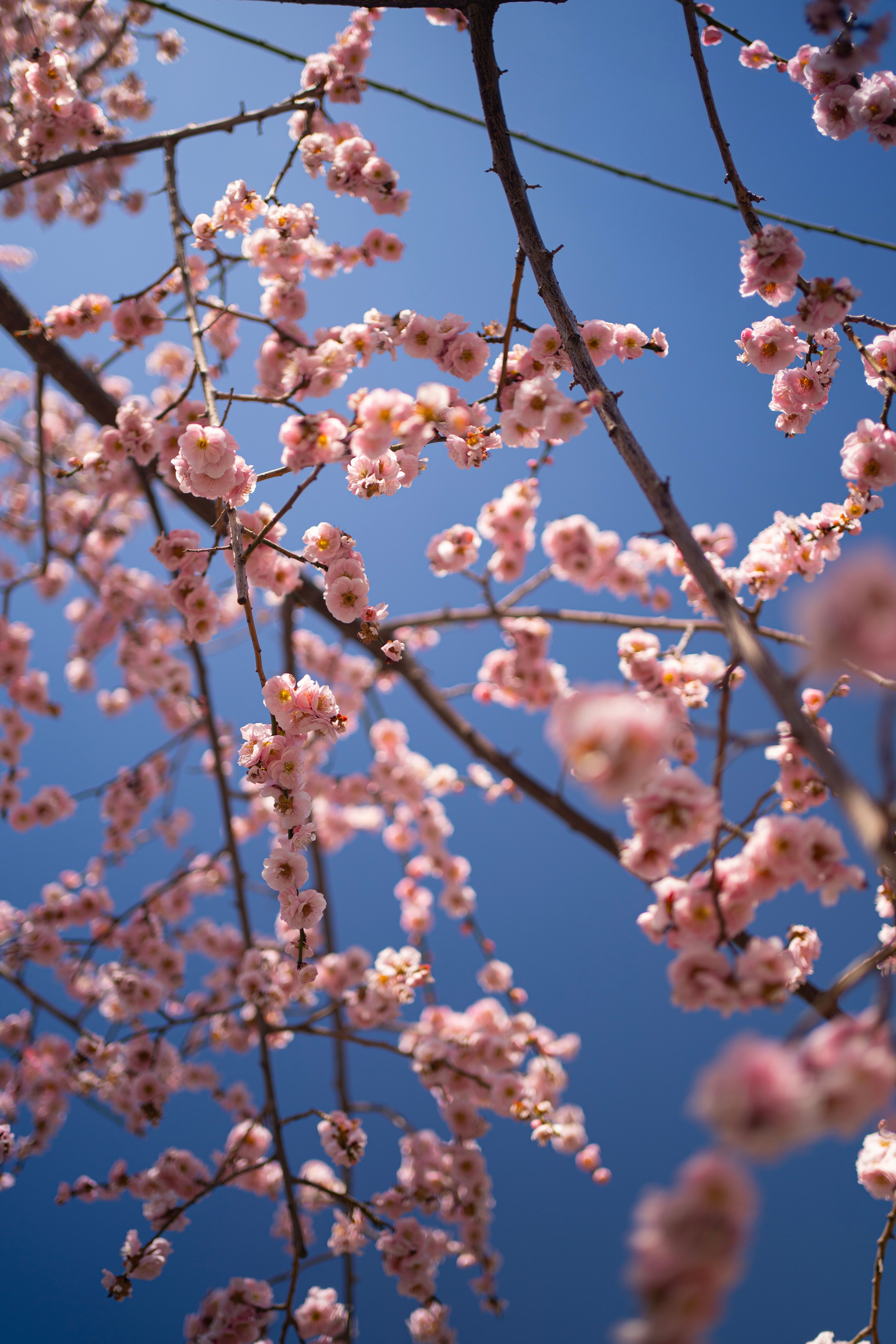 Close-up of Pink Flowers Under Blue Sky · Free Stock Photo