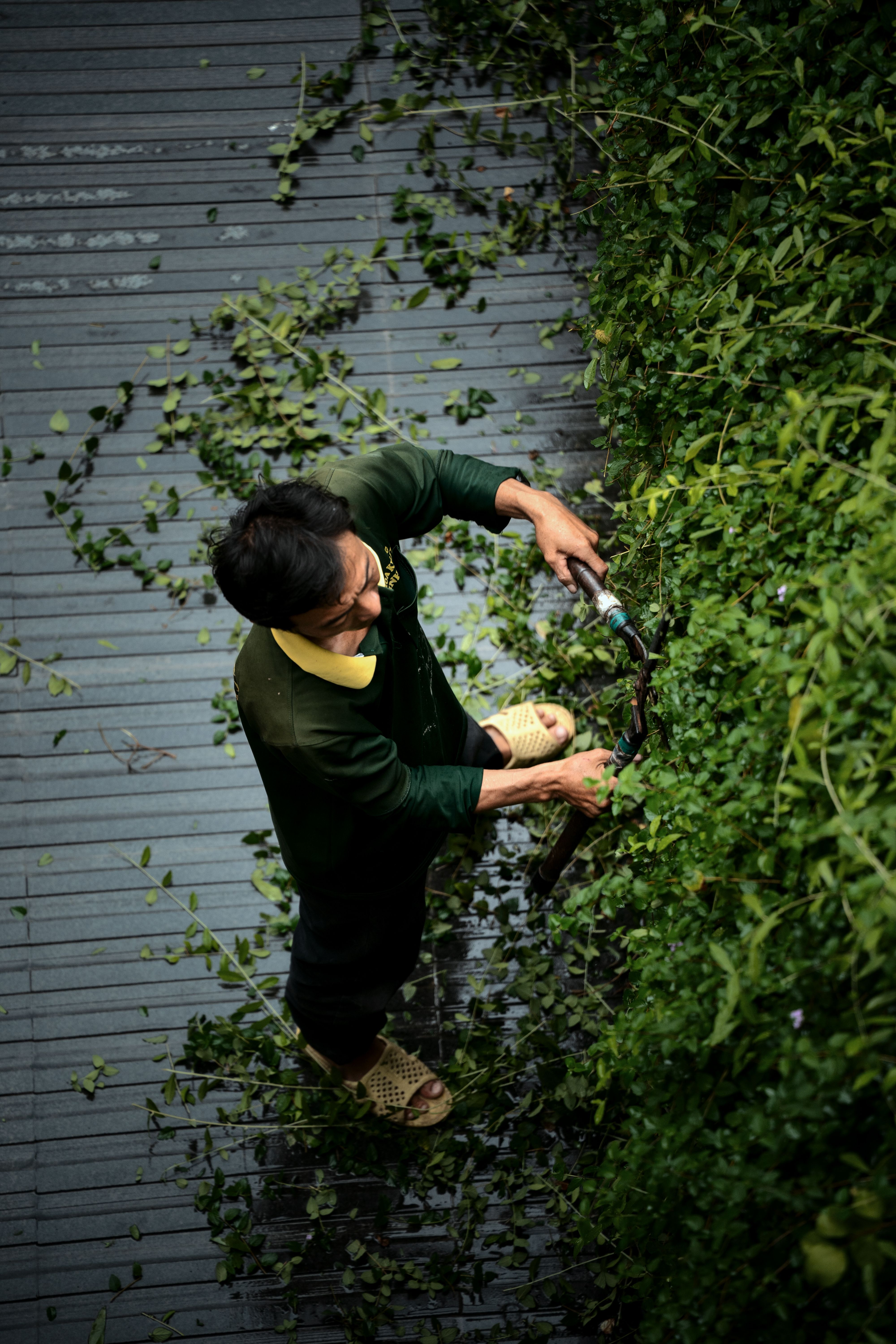Overgrowth clearance and branch removal specialists in Dartford