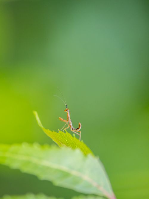 Free Macro photo of a praying mantis on a vibrant green leaf with a bright blurred background. Stock Photo
