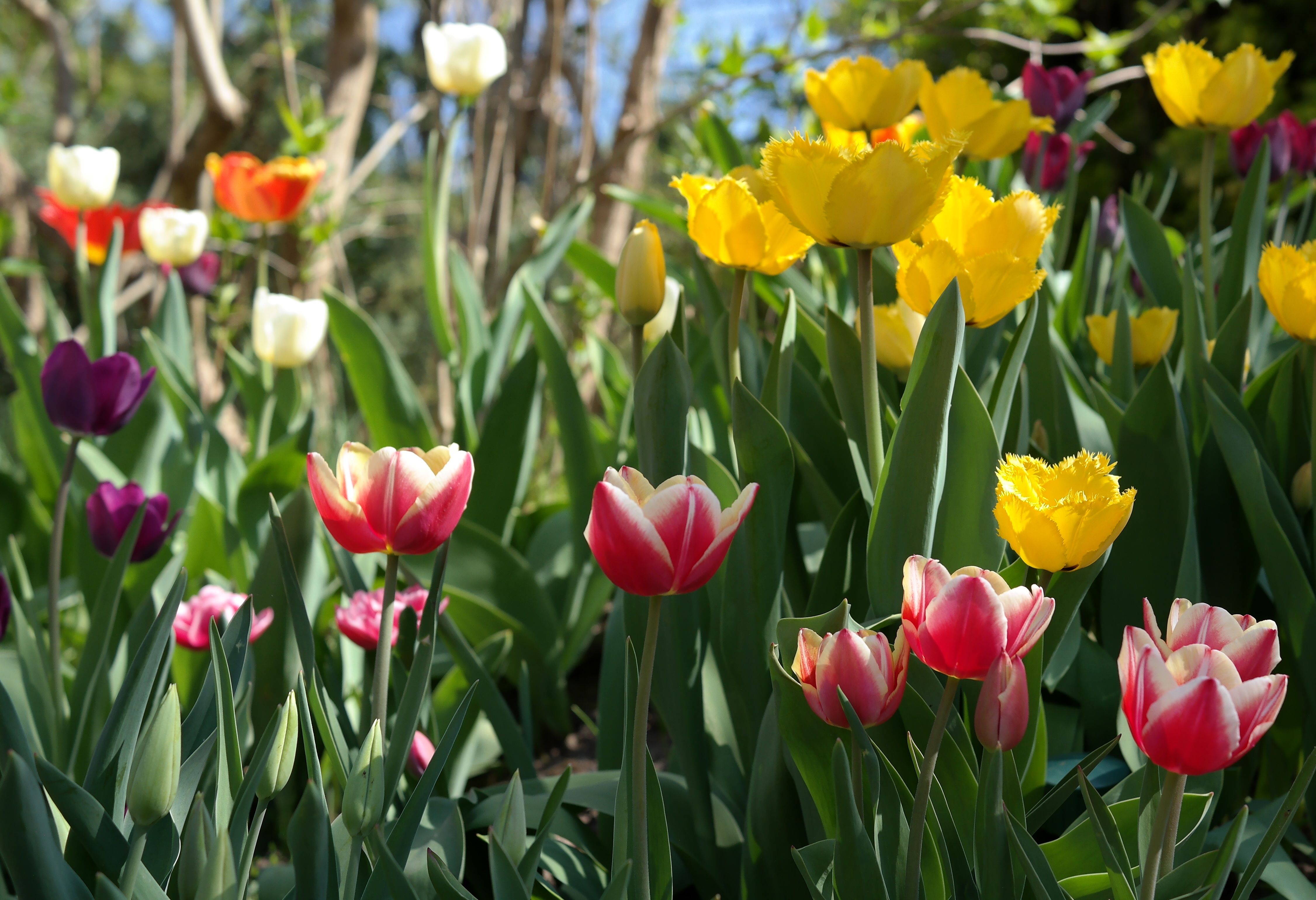 A vibrant display of pink, yellow, and purple tulips in a sunny garden.