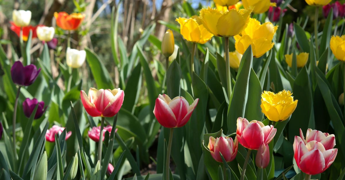 A vibrant display of pink, yellow, and purple tulips in a sunny garden.