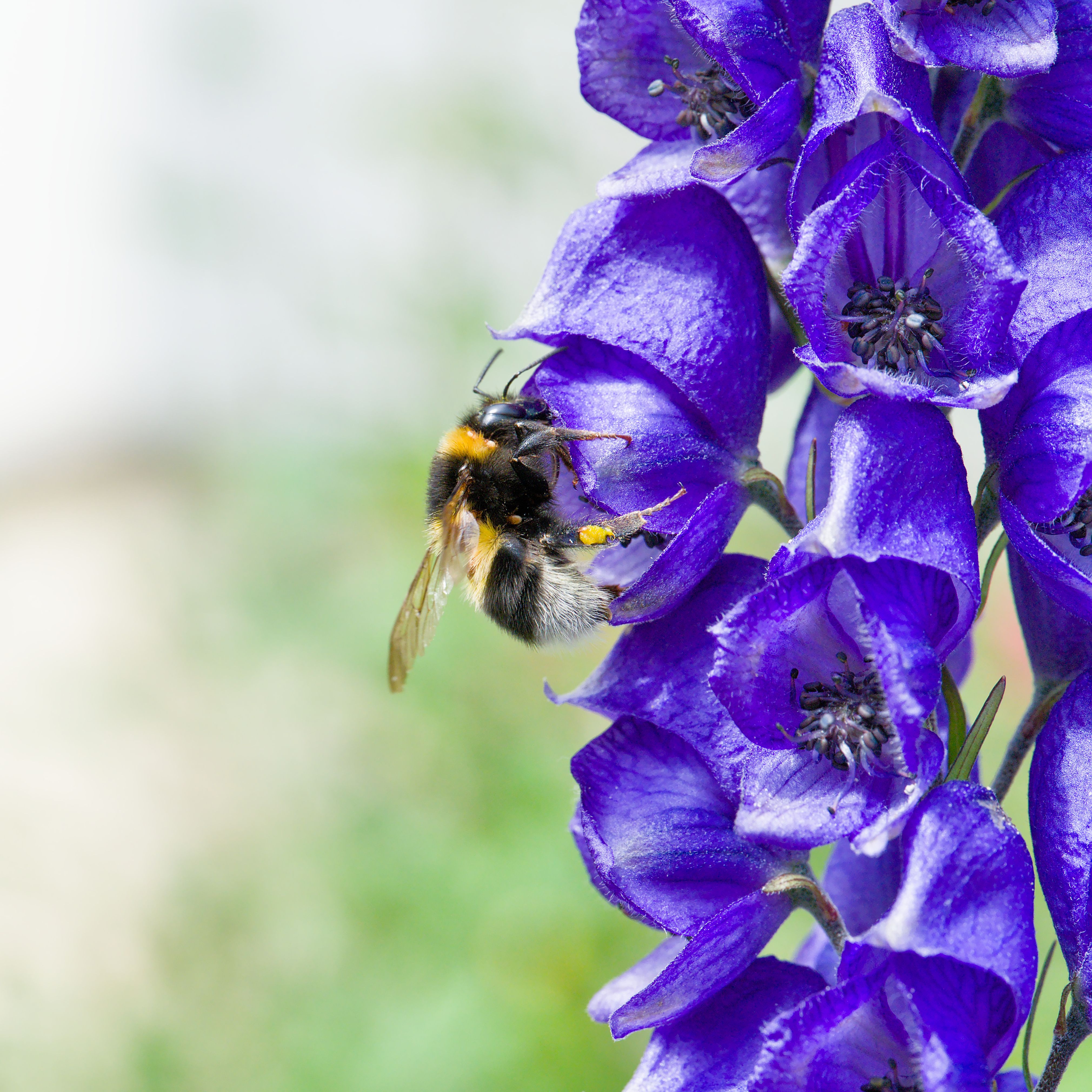 Monkshood