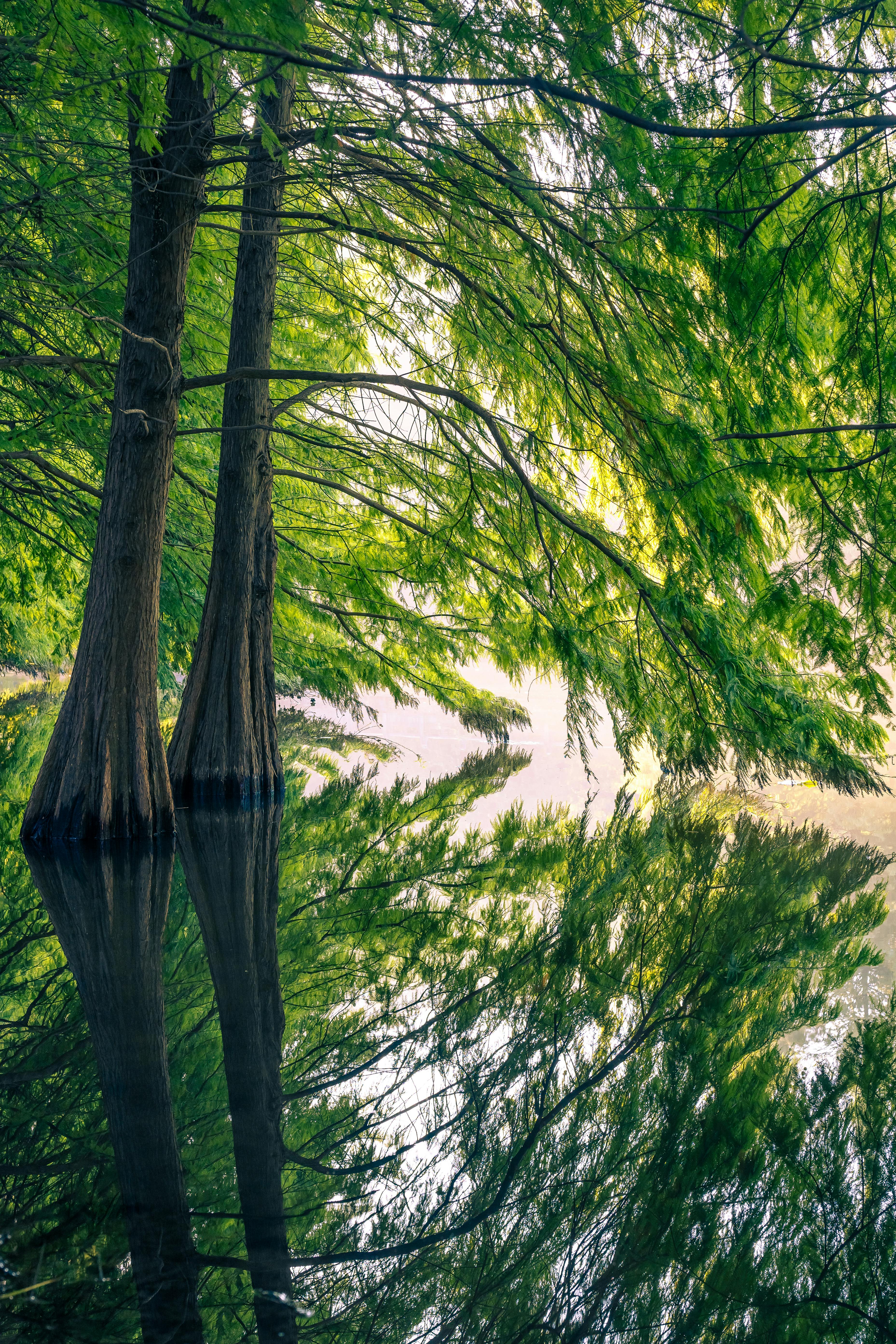 Serene reflection in Yanque Lake's cedar forest during early autumn in Nanjing, China.