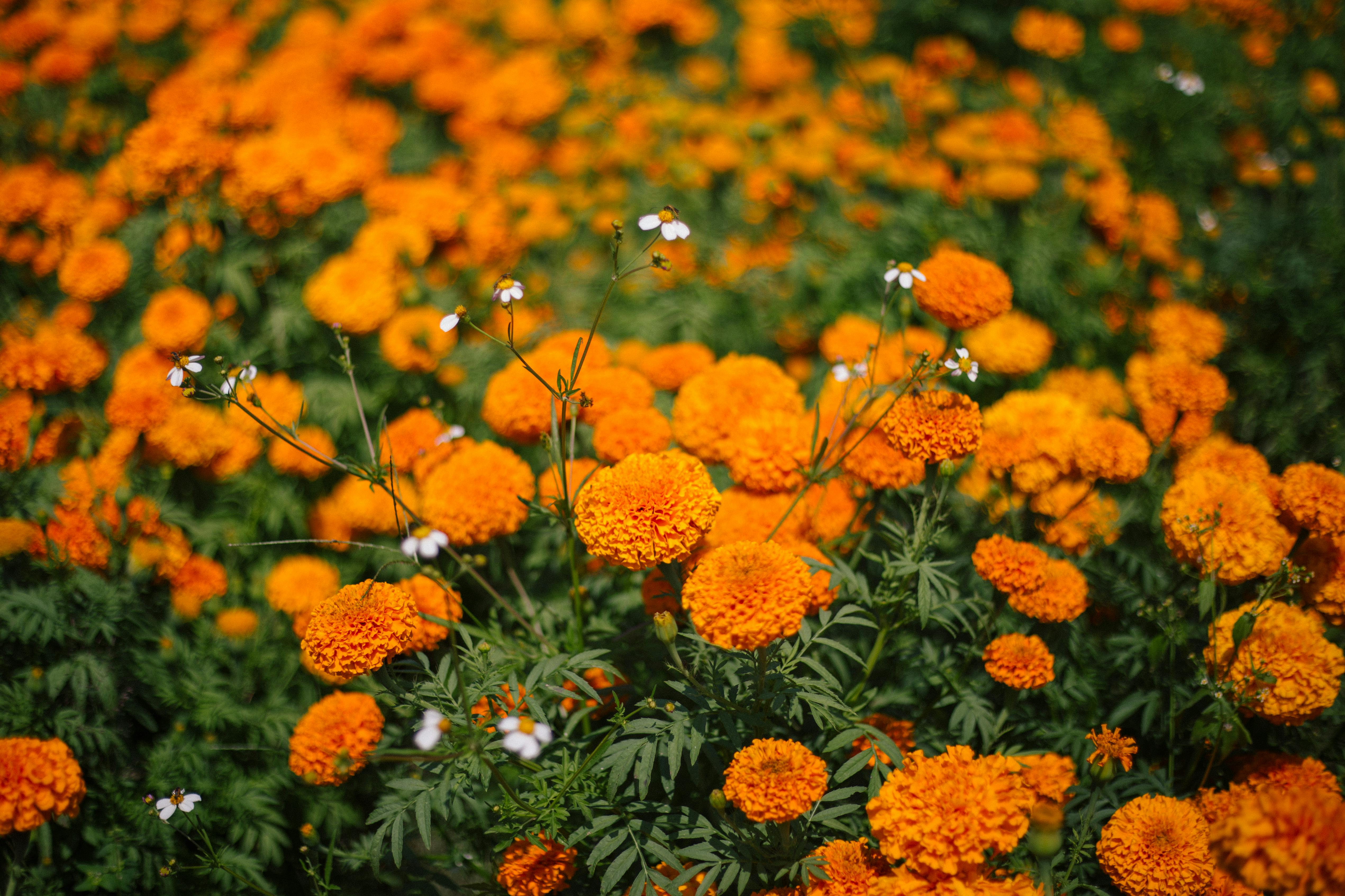 Free A field of vibrant orange marigolds in Mexico, capturing the essence of Día de Muertos. Stock Photo