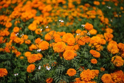Free A field of vibrant orange marigolds in Mexico, capturing the essence of Día de Muertos. Stock Photo
