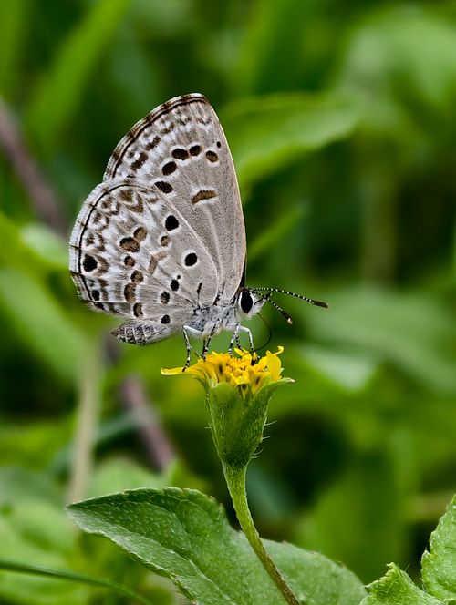 Free Detailed image of a butterfly perched on a yellow flower with lush green background. Stock Photo
