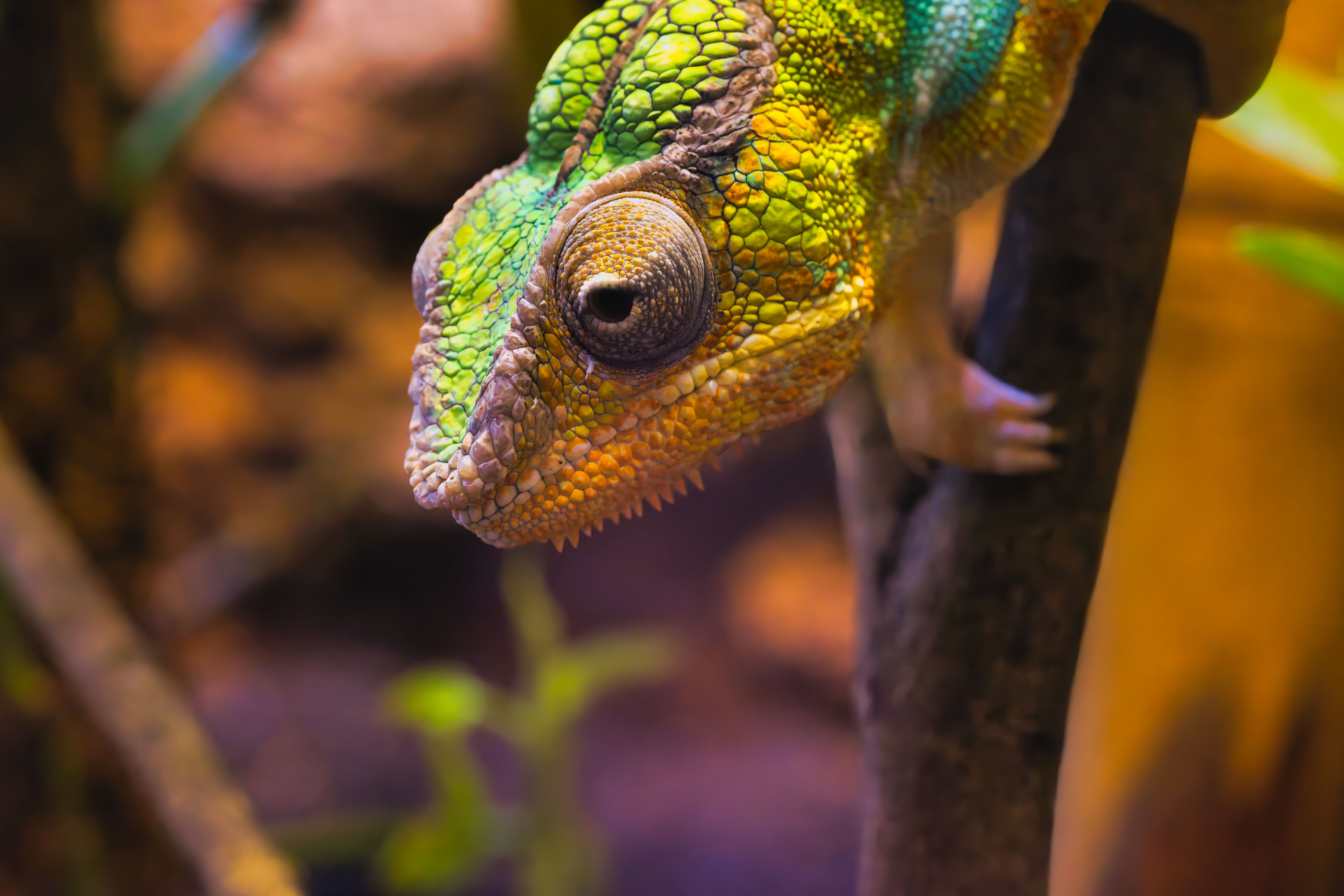 Male chameleon with bright colors during territorial dominance display