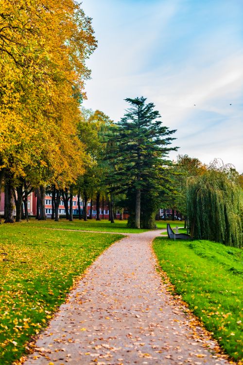 Scenic Autumn Pathway with Vibrant Foliage · Free Stock Photo